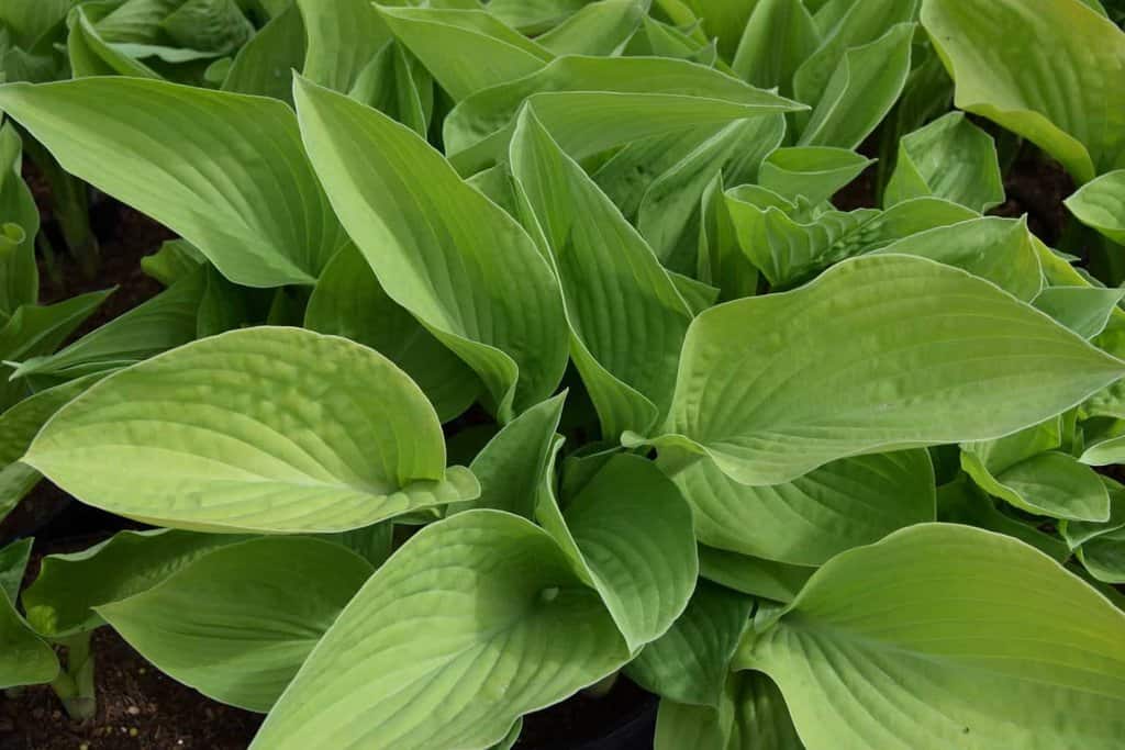 Hosta 'August Moon' ---